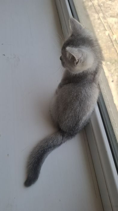 Serebristiy shinshila sotiladi