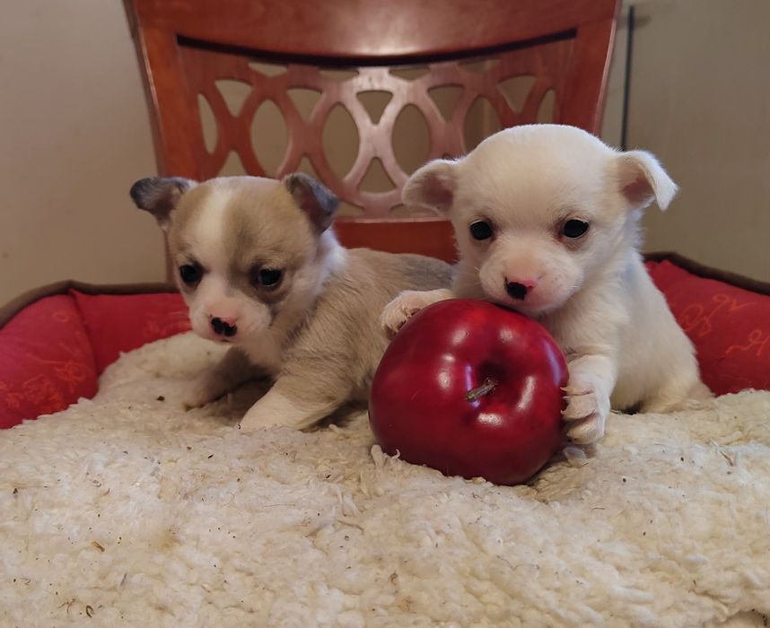 Чихуахуа мини  чихуа