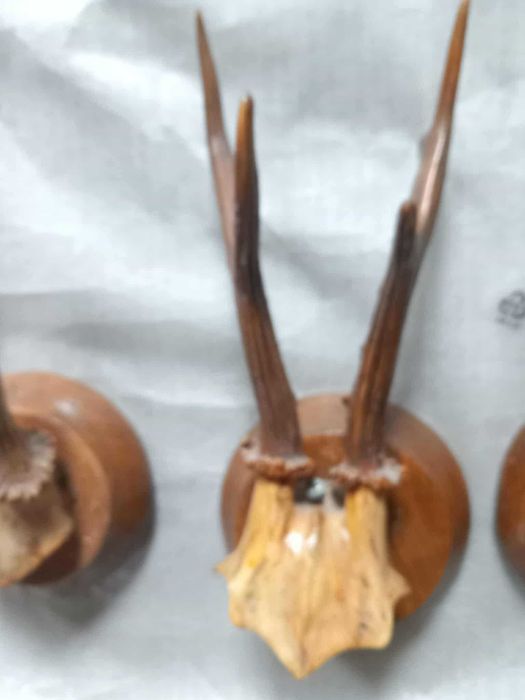 Trofeu căprior cu sculptură – decoruri autentice pe panoplie!