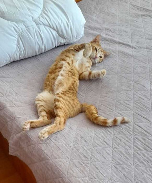 Подарявам кастрирана и много социална мъжка котка на 1 година