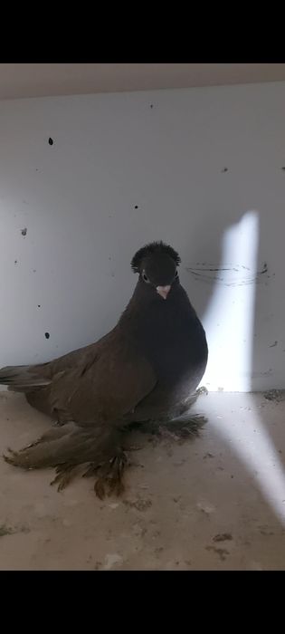 Кептер. Голуби. Красный. Соч.