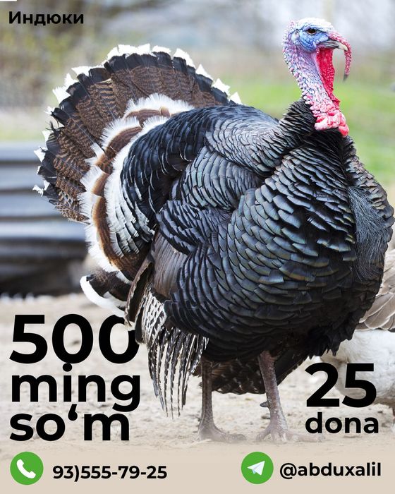 Индюк для новый год