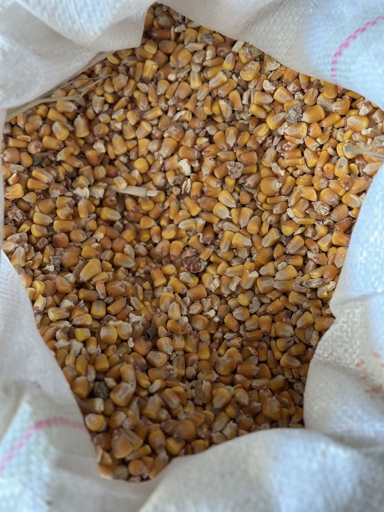 Зерно, пшеница, кукуруза, ячмень, комбикорма