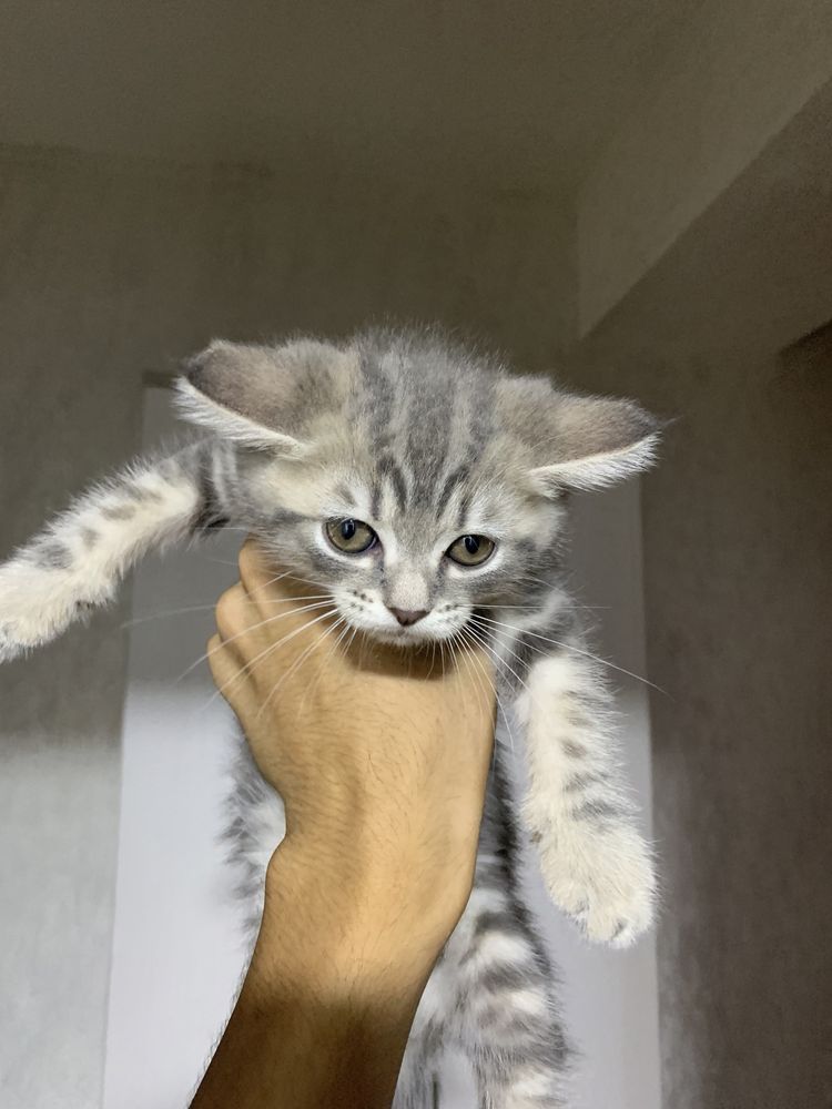 Котята шотландской порода полтора месяца