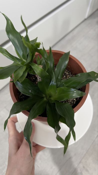 Продам драцена Компакта