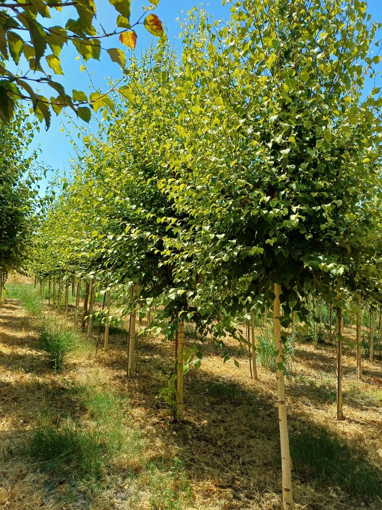 Betula alba oq qayn