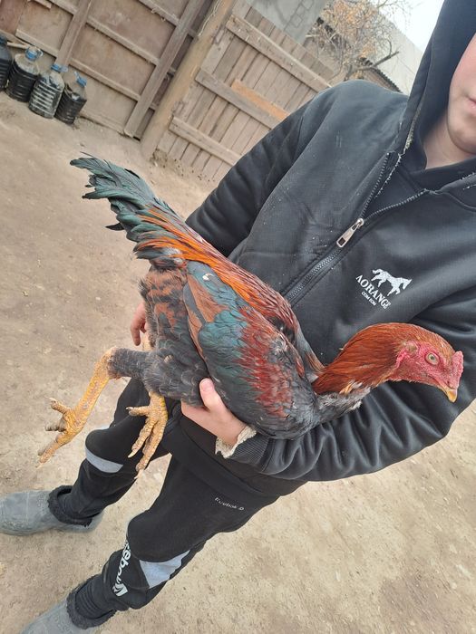 Бойцовский петух