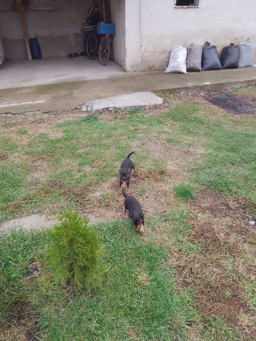 Продавам пинчери женски много игриви