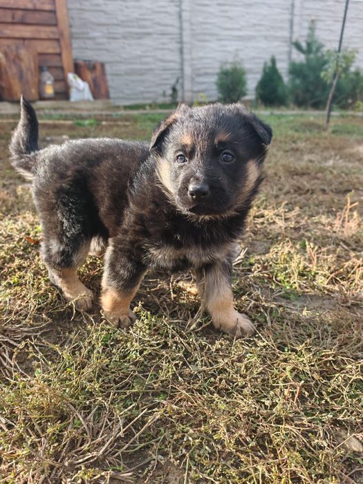 Ciobănesc German | Rasa pură