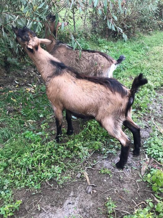 Tap de vânzare 1 an