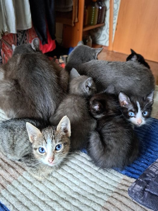 Котята пожкидыши ищут добрую семью