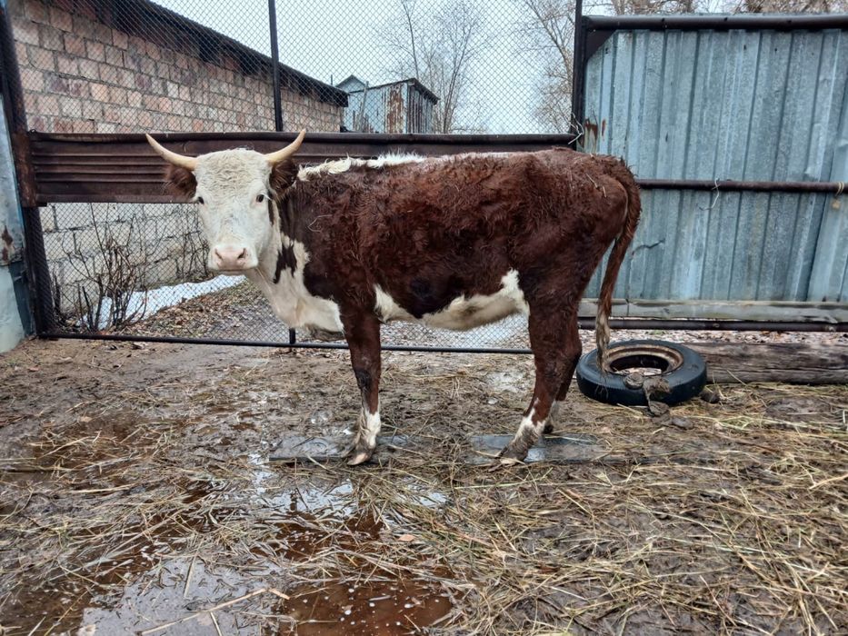 Продам коров 6 голов