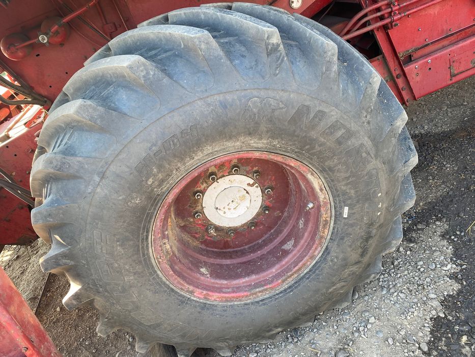 Vând mânză semigrea