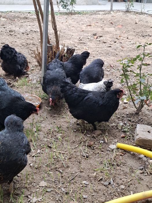 Асалому алекум хаммаси соглом товуклар