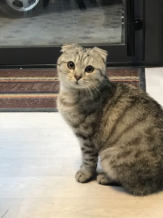 шотландские вислоухие котенок
