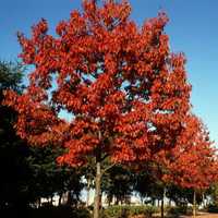 Stejar roșu 3-4 m
