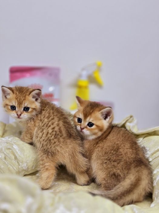 БРИтанСкиЕ котЯта окрас ШиншиЛлы