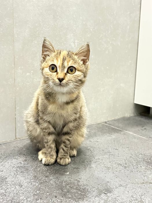 Отдам кошку в добрые руки