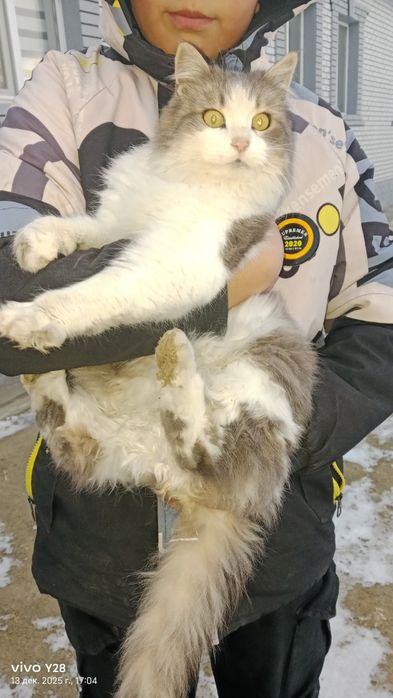 Дленашортыский кошки