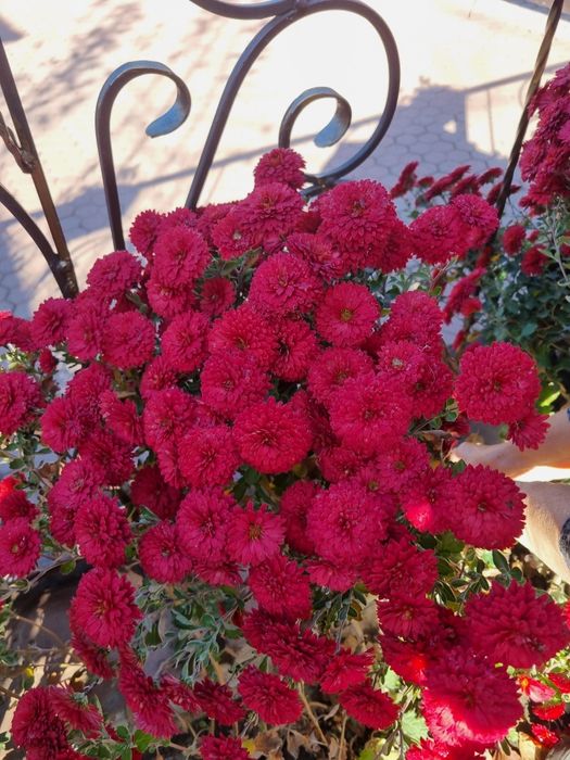 Цветы Хризантемы