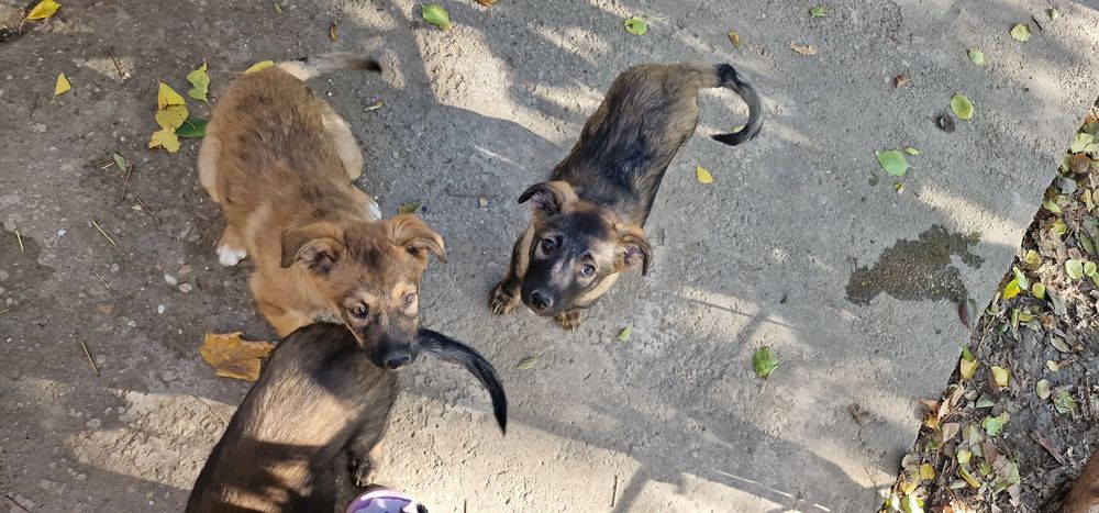 Donez catei, varsta approximativ 4 5 luni