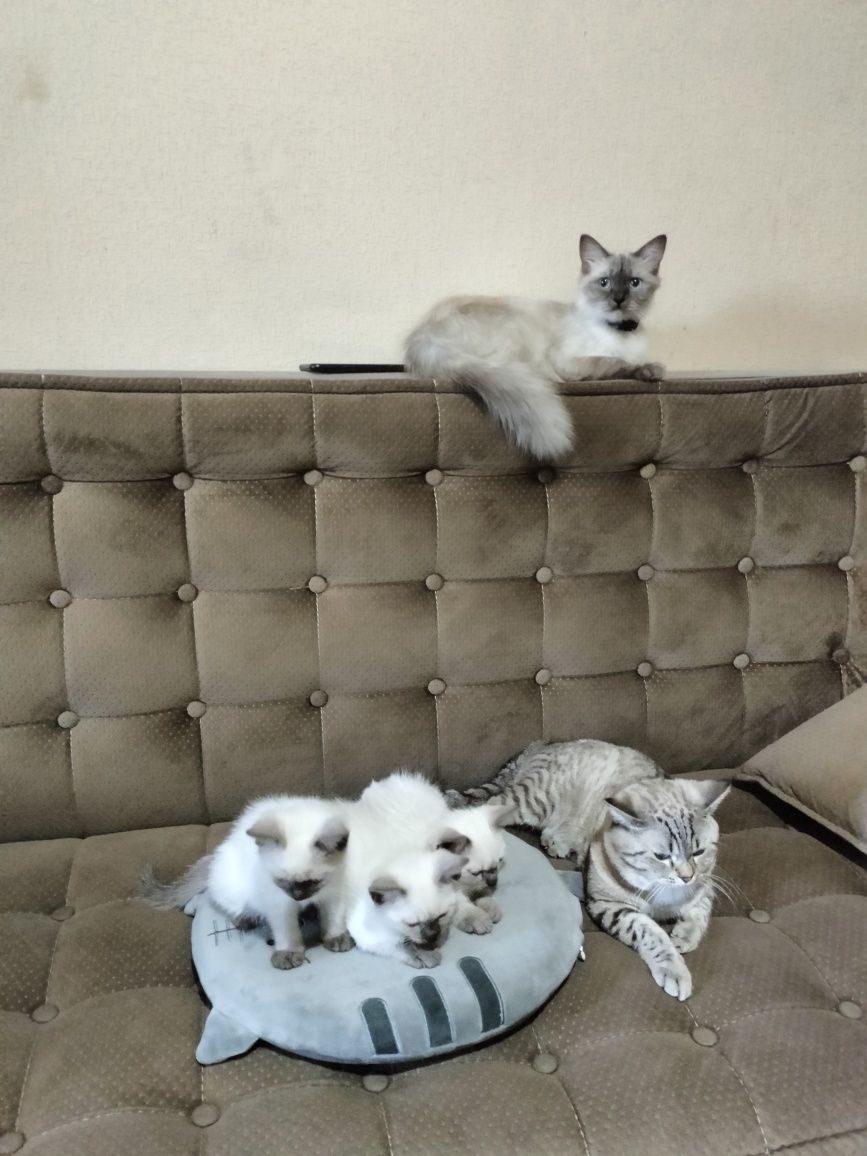 Продаются котята