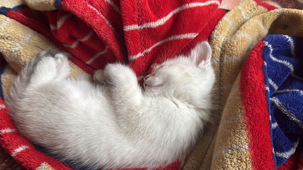 котенок(маленькая девочка-котенок ищет дом]