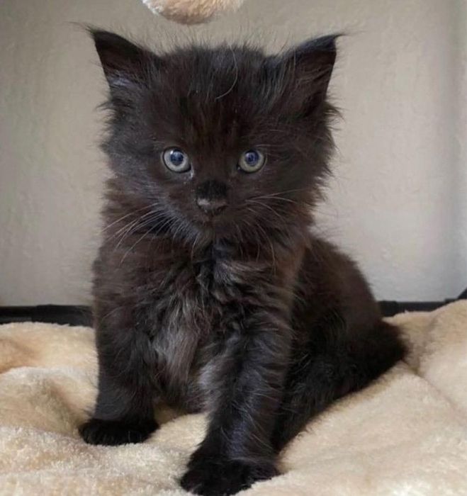 Maine coon mascul