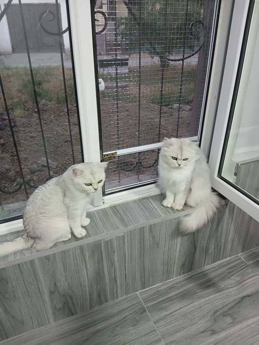 Передержка кошек в домашних условиях