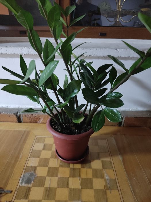 Цветы, доллоровое