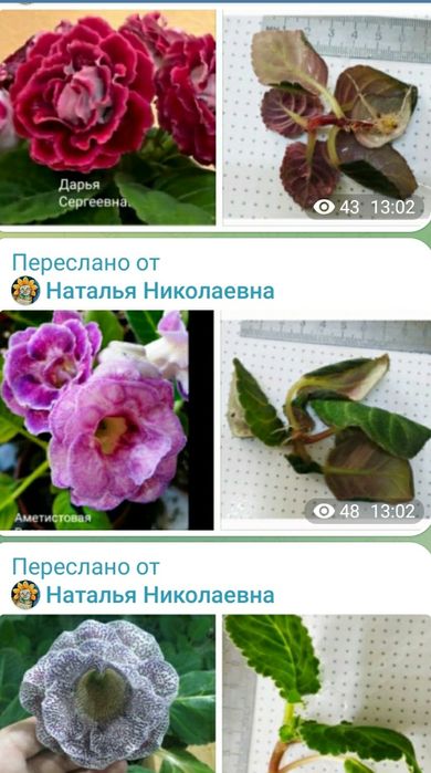 Стеблевые черенки глоксиний.