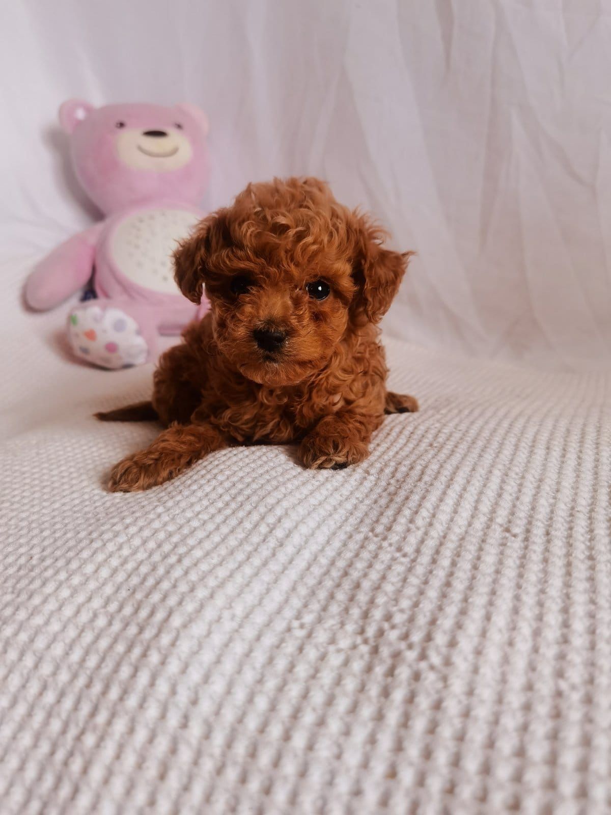 Pudel mini toy culoare red femela