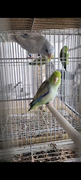 Papagal 2 pereche Forpus