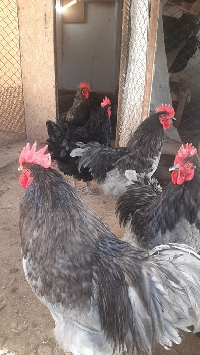 Продам молодых петухов породы Джерсийский гигант.