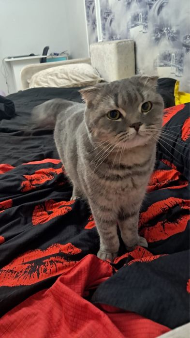 Кошка отдам даром