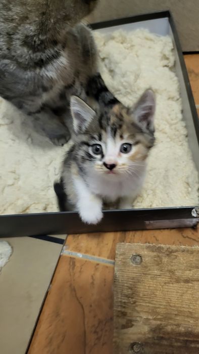 Besplatno Eki qiz pishiq bar