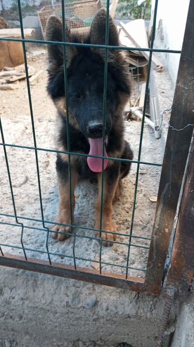 Продам щенка овчарка