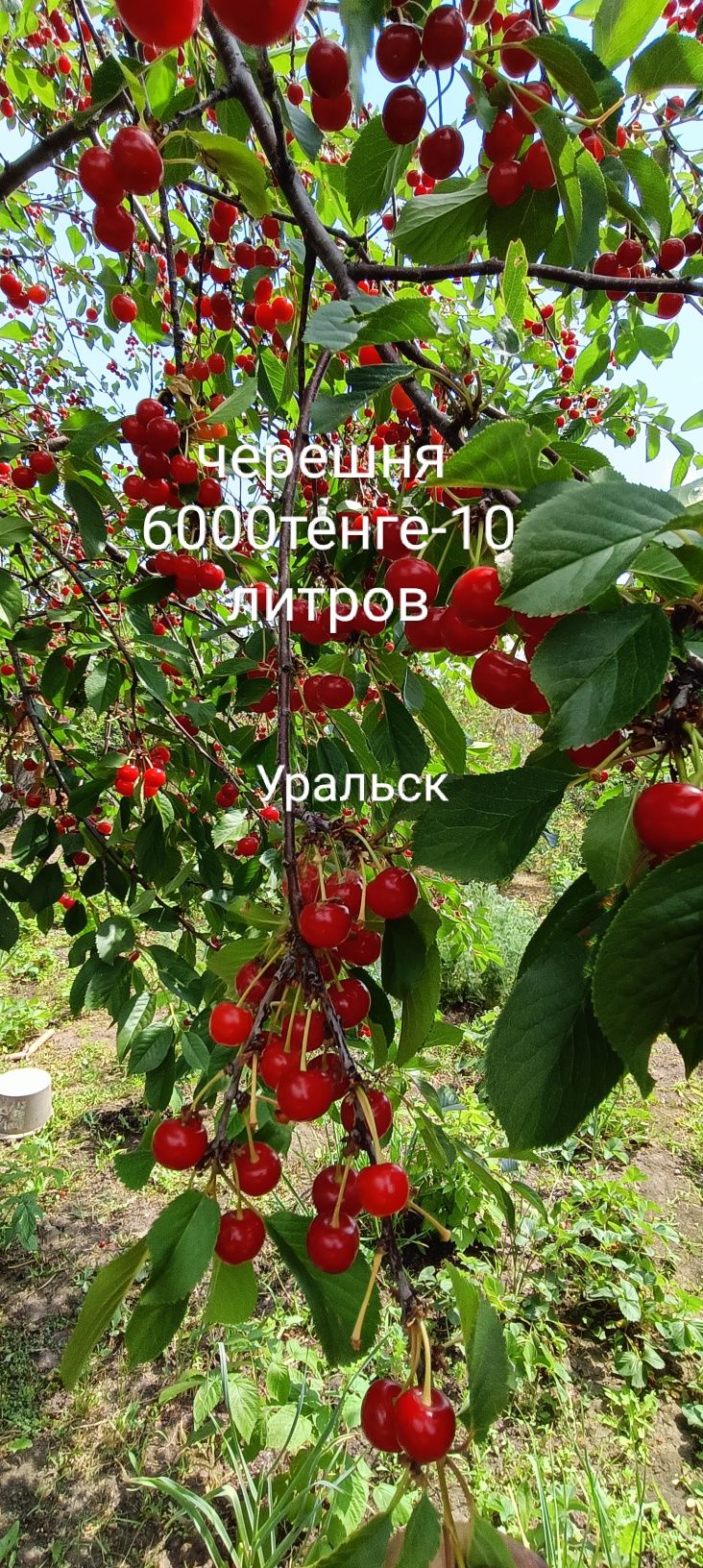 Черешня  г. Уральск  домашняя