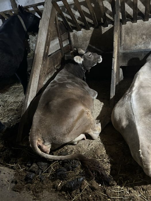 Vaca bruna de maramures de vanzare pret 7500 lei