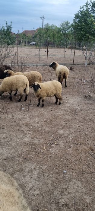 Mielute din primăvară
