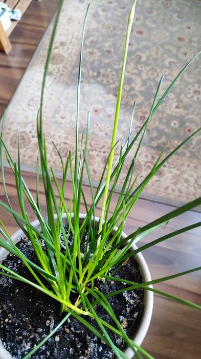 Зефирантес выскочка белая