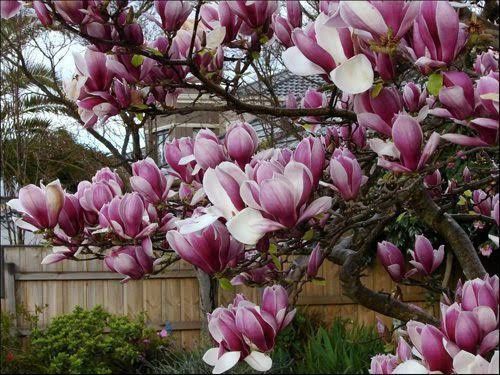 Magnolia rubra rustica
