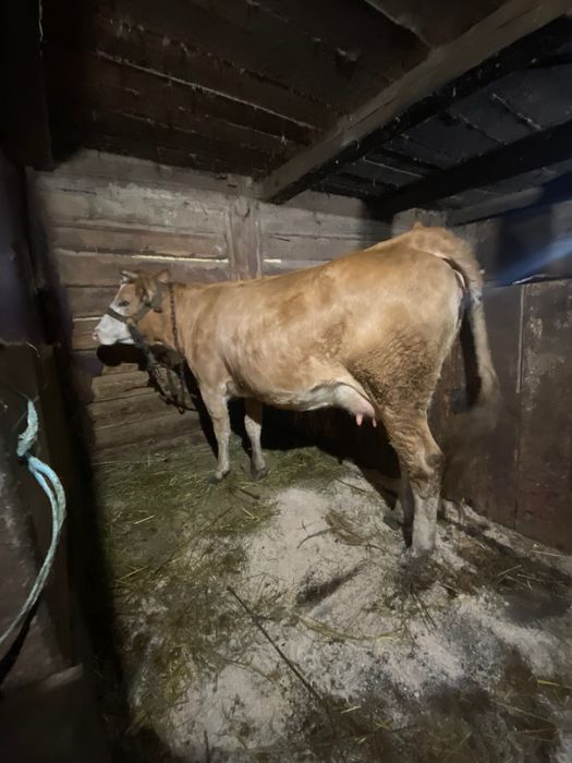 Vând vaca cu vițel