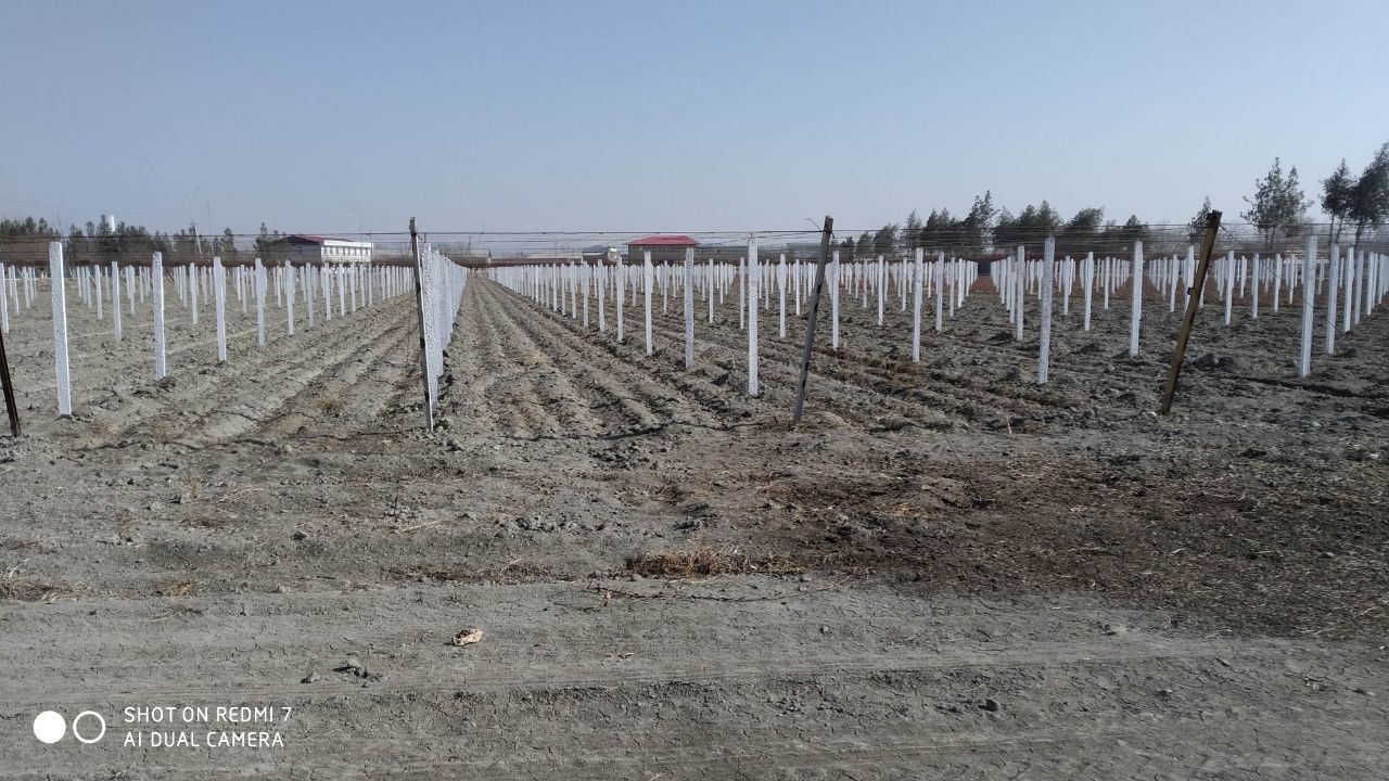 Bogʼdorchilik yoki uzum bogʼlar uchun beton stoykalar(pastinka . shpal