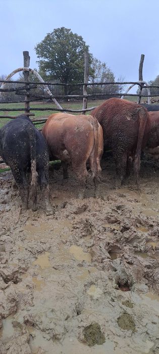 Продадени са животните