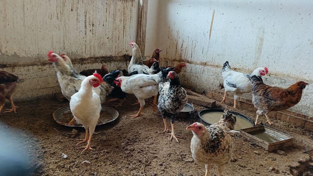 Тауыктар сатылады.