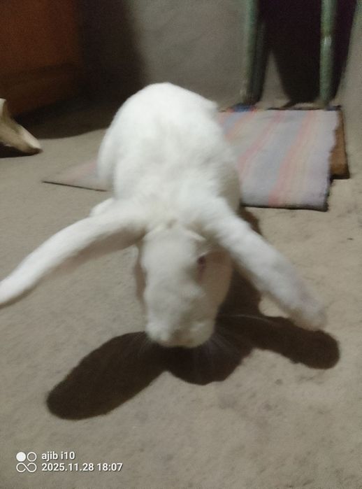 Quyon sotiladi erkak