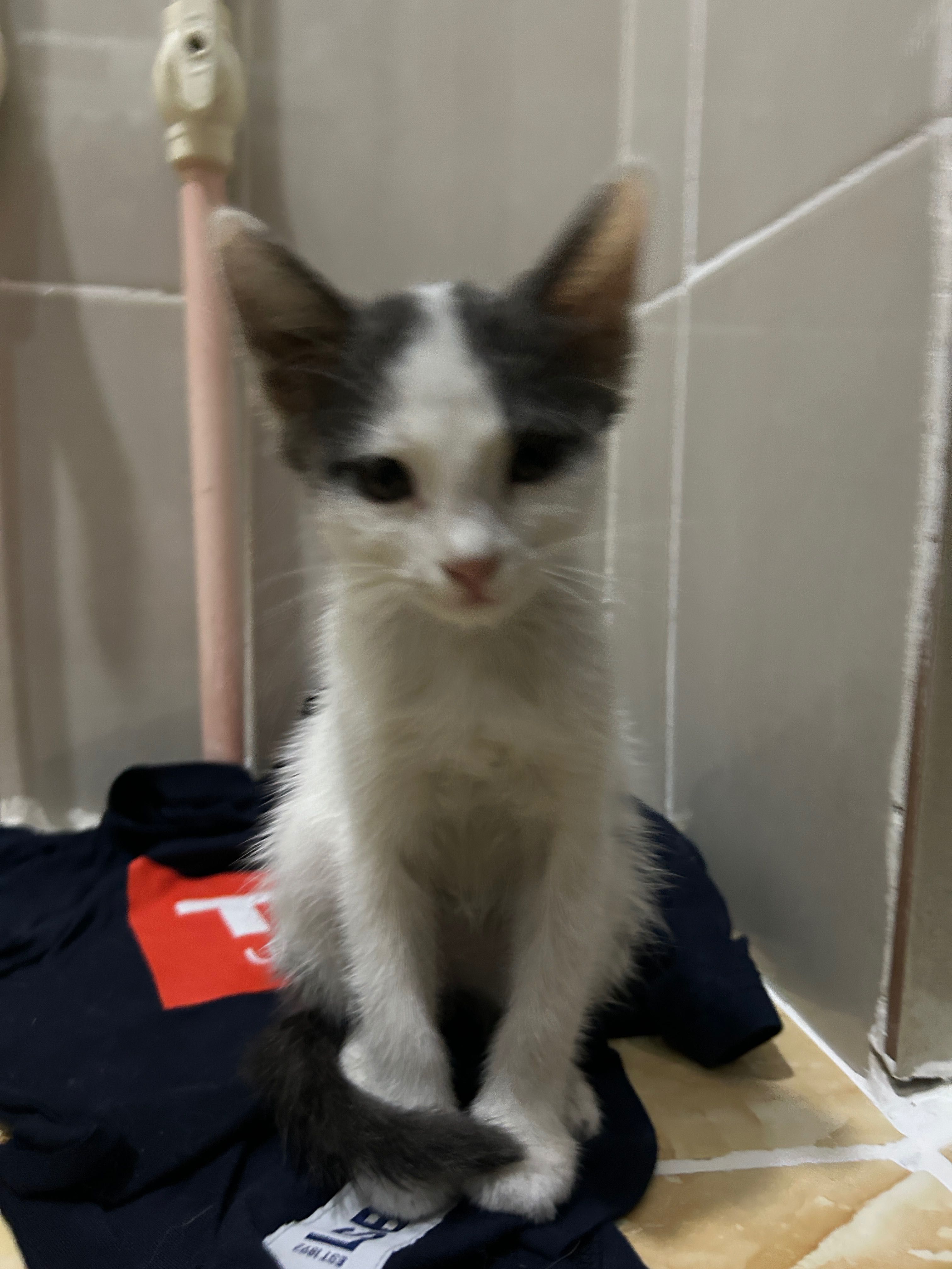 котенок 2.5 месяца