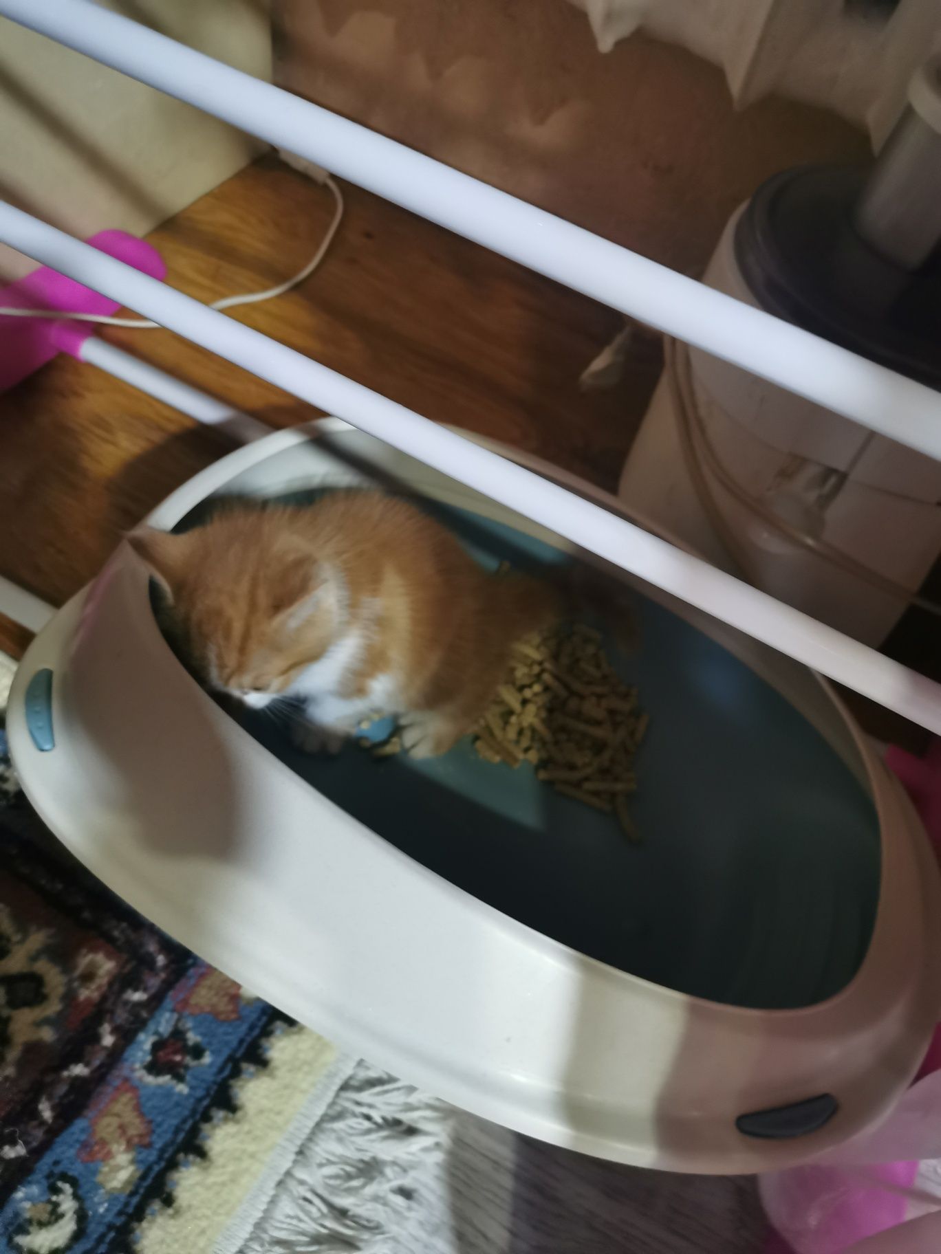 Котята в хорошие руки