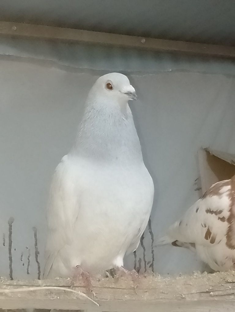 kabutar sotiladi beshta pochtovi bor